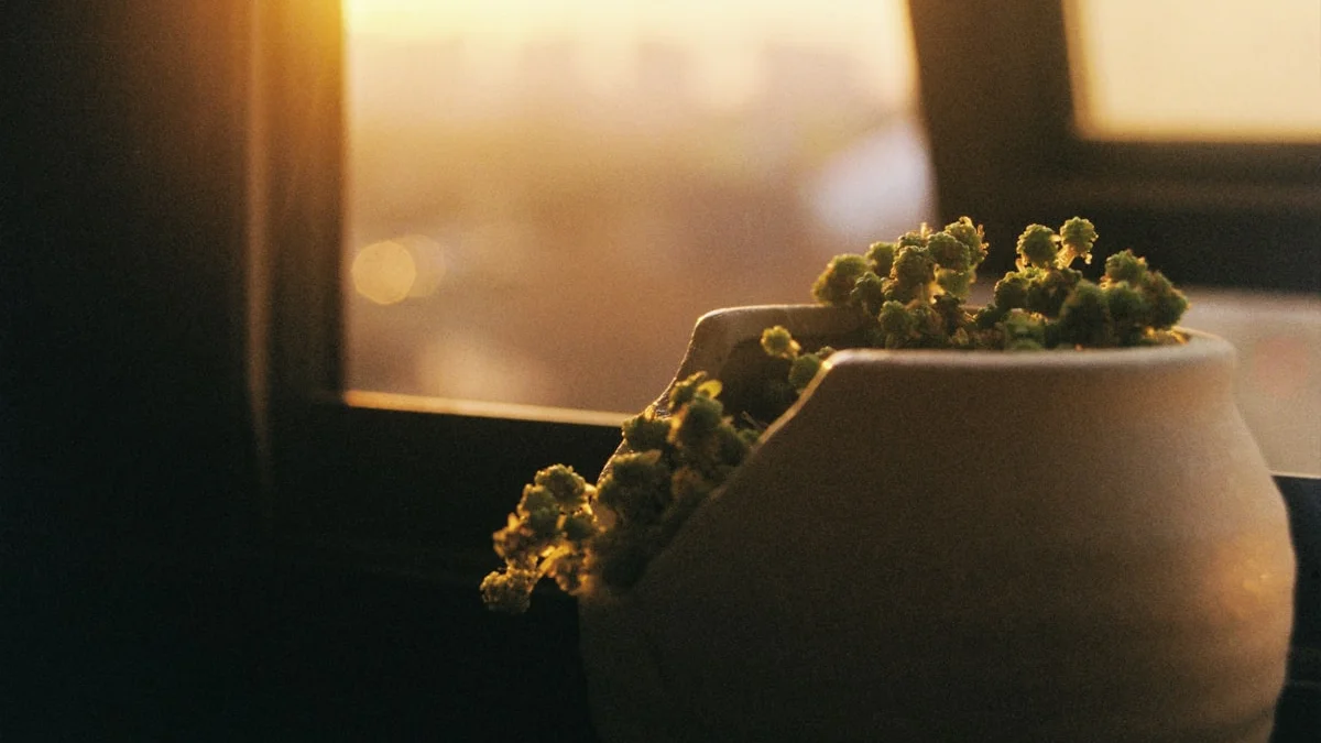 Potted plant on a window sill glowing in warm dawn light. — a The Obsidian Key guide to Nine Breaths for Emotional Regulation.