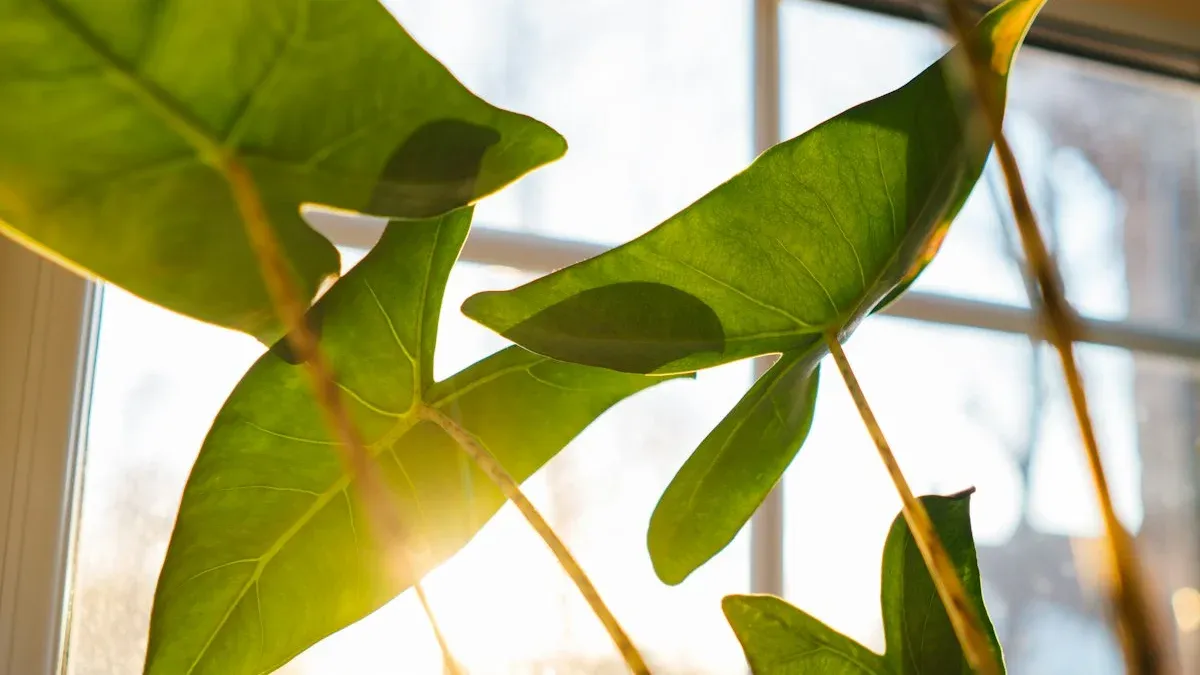 Green leaves backlit by warm sunrise light through a bright window. — a The Obsidian Key guide to The Nine Breaths: the First Three Minutes of the Day.