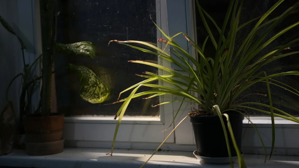 Potted plants on a windowsill resting in low window light. — a The Obsidian Key guide to Ninety Seconds at the Authoring Floor: A First Practice.